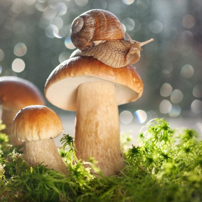 Les secrets d'une sortie champignon réussie